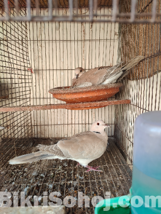 Australian dove